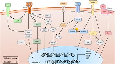 Cellular phenotypic transitions in diabetic nephropathy: An update